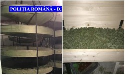 Trei arădeni traficanţi de CANNABIS, ridicaţi de DIICOT Arad 