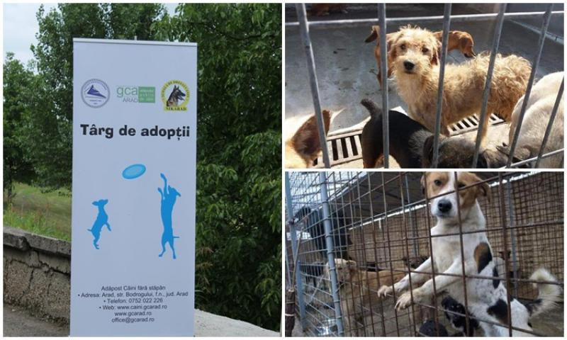 Arădenii sunt aşteptaţi la Târgul de adopţie canină