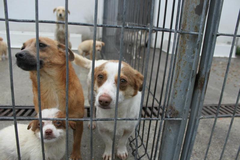 Ai adoptat un câine? Polițiștii locali vor efectua verificări ce vizează condițiile de viață a patrupedelor