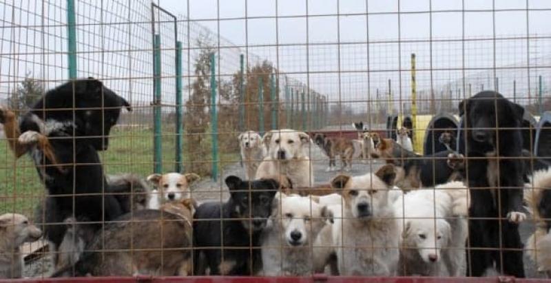 Tot mai mulţi căţei adoptaţi în Arad