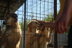 Peste 100 de căţei din Adăpostul Public și-au găsit stăpân 