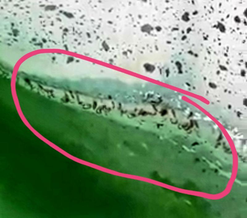VIDEO șocant ! O piscină plină cu viermi și lipitori pe tobogan, observate cu stupoare de niște tineri