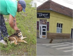 Mai mulţi câini vagabonzi au fost capturaţi de pe străzile municipiului

