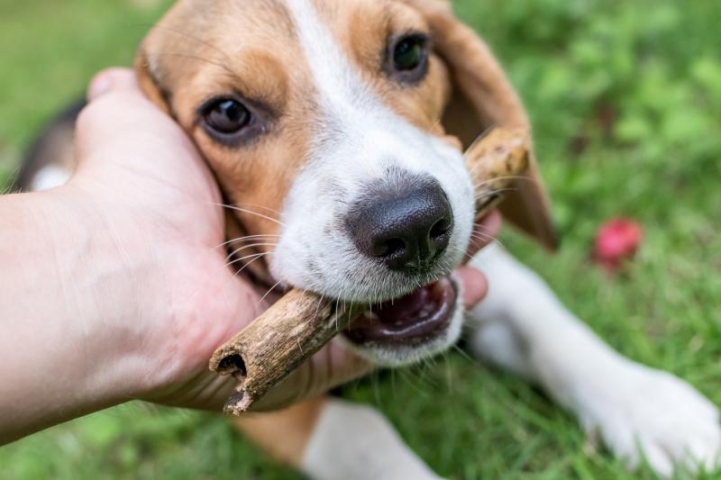 Târgul de adopție canină, ajuns la ediția VIII te invită să îți alegi un prieten pe viață