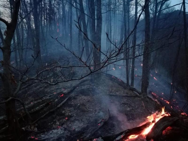 Romsilva face apel către populaţie pentru prevenirea incendiilor de pădure 

