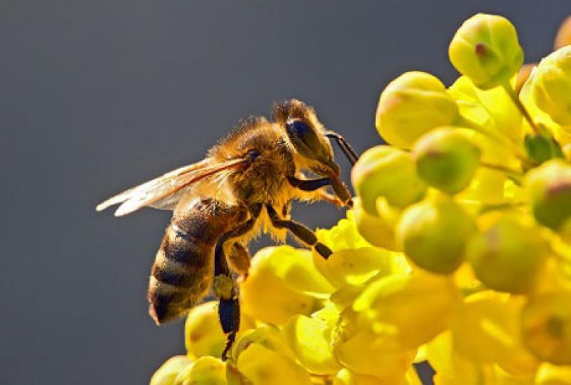 Albinele au fost declarate cele mai importante ființe de pe planetă