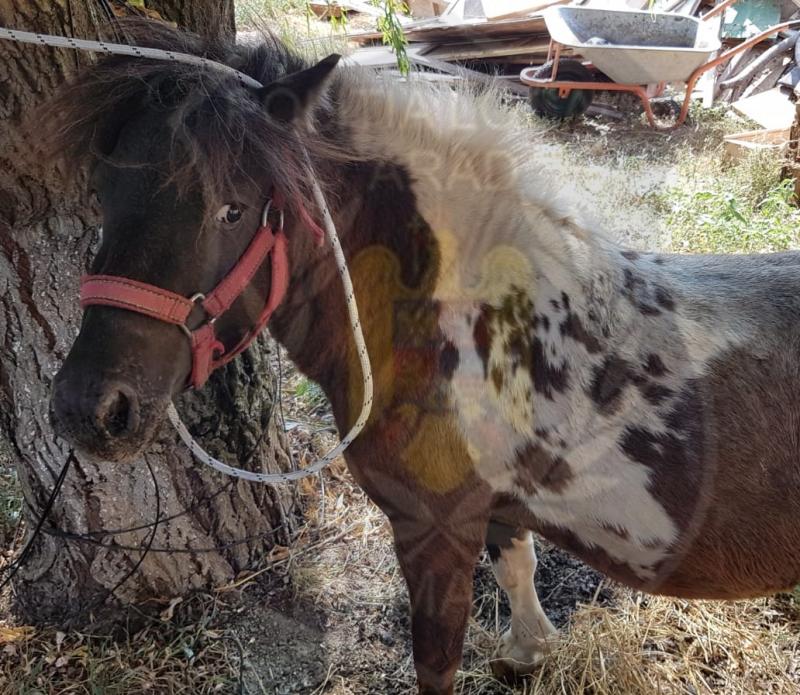 Un arădean, proprietarul PONEIULUI pierdut este căutat să-și ia acasă animalul!