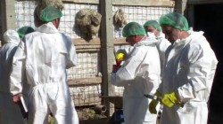 Măsuri pentru prevenirea pestei porcine africane. Ce interzic medicii veterinari din cadrul D.S.V.S.A. Arad