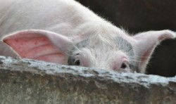 Falcă a cerut bani de la Bruxelles, Cionca a solicitat Ordonanță de Urgență pentru combaterea efectelor pestei porcine


