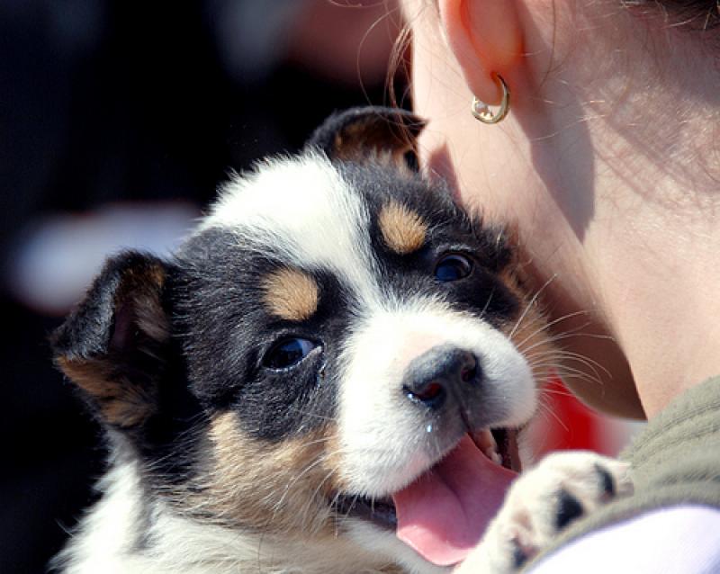 Adoptă un cățel la târgul de adopție canină ediția a IX-a!