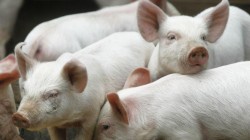 Aradul are 23 de focare de pestă porcină și peste 2.000 de porci sacrificaţi
