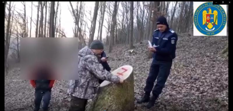 Trei bărbați din Vârfurile, cercetați pentru tăiere ilegală de arbori și furt de material lemnos
