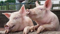 Bărbat din Dâmboviţa oprit în Chişineu Cris cu un Transport de 40 de porci, fără documente