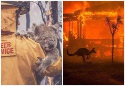 Imagini APOCALIPTICE dar şi emoţionale în AUSTRALIA! Zeci de oameni decedați și milioane de animale moarte!

