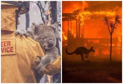 Imagini APOCALIPTICE dar şi emoţionale în AUSTRALIA! Zeci de oameni decedați și milioane de animale moarte!

