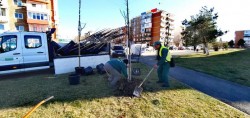 Arborii bătrâni și bolnavi din centrul orașului vor fi înlocuiți joi, cu copaci tineri