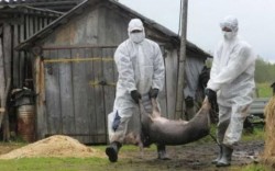 Focar de pestă porcină africană în Timiş! Zeci de porci, ucişi astăzi, lângă Timişoara!