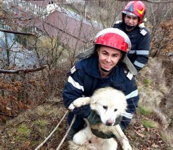 Orice suflet contează! Asta au dovedit și pompierii din Sebiș