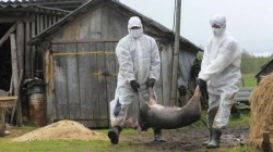 Zeci de porci au fost încinerați ,în urma confirmării prezenței focarului de pestă porcină din Timiș