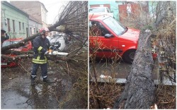 Copac prăbușit pe două autotursime pe strada Octavian Goga