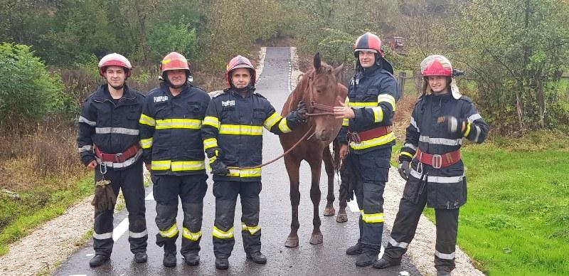 Elevii Școlii de Pompieri Boldesti au salvat un cal căzut într-o râpă din pădurea Brazii