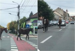 S-au plimbat nestingheriţi prin oraş…la pas, ca într-o plimbare pe Corso