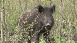 Focarul de pestă porcină africană din localitatea Socodor aduce restricţii în toate zonele împădurite ale județului Arad