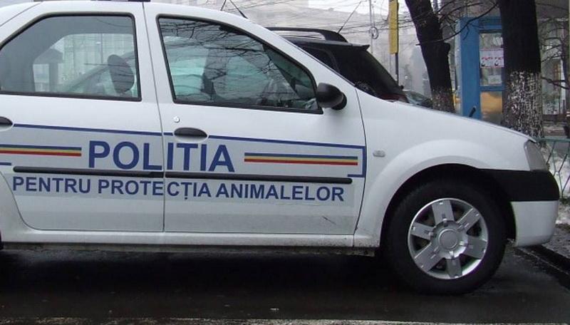 Se fac angajări pentru Poliția Animalelor! IPJ Arad scoate 18 posturi la concurs 