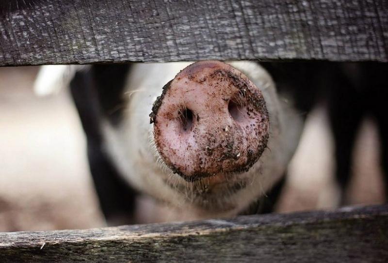 Masacru la Horia! Focar nou de pestă porcină!