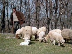 Scene de coșmar trăite de către doi soți din Lipova. Un cioban a intrat peste ei în gospodărie și i-a amenințat cu un cuțit

