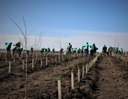 Romsilva marchează debutul Lunii Plantării Arborilor prin acțiuni de împădurire la nivelul direcțiilor silvice

