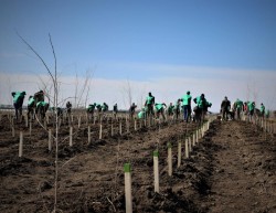 Romsilva marchează debutul Lunii Plantării Arborilor prin acțiuni de împădurire la nivelul direcțiilor silvice

