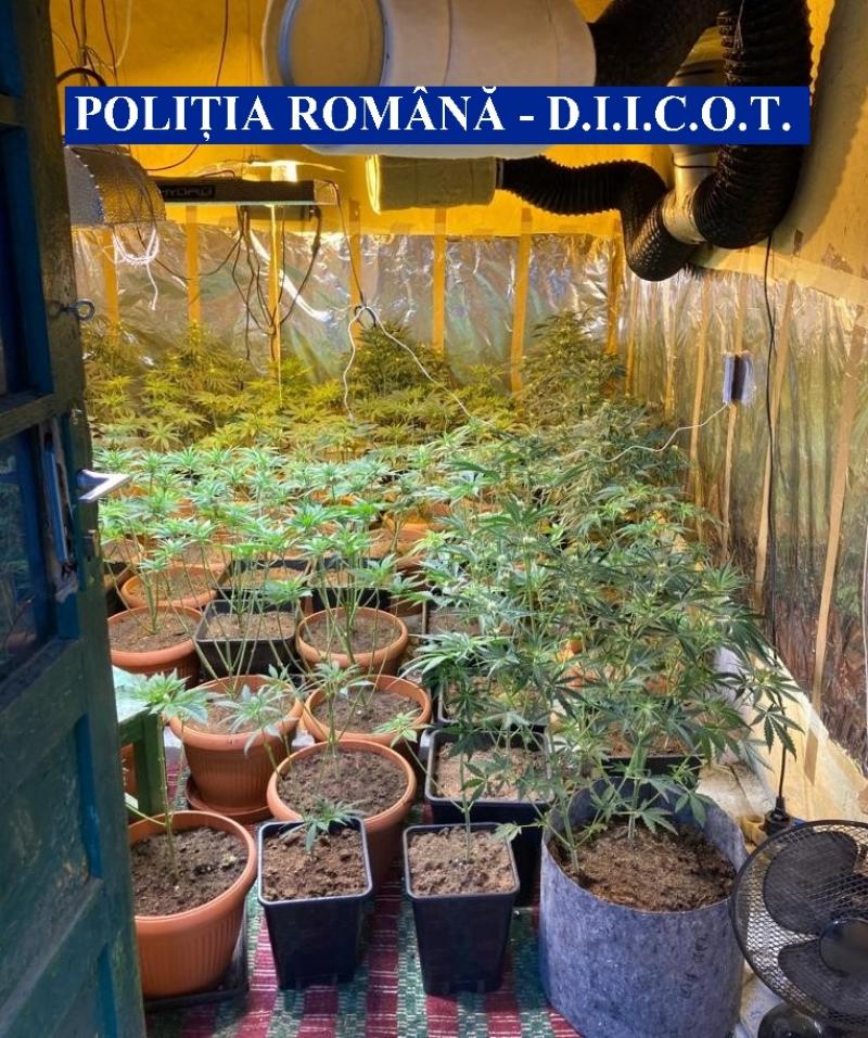 Cultură de cannabis descoperită în județul Arad. 331 de plante de cannabis confiscate