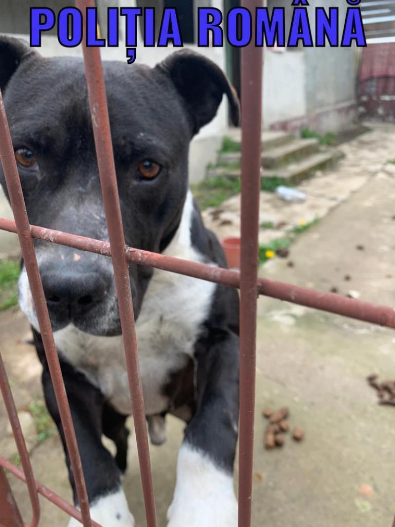 Trei câini din rasa Amstaff plasați în adăpost de polițiștii Biroului Poliția Animalelor