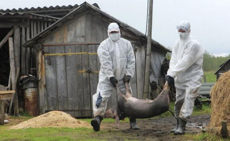 Timișul se află în fața celui mai mare focar de pestă porcină. La Gătaia, peste 20.000 de porci riscă să fie sacrificați