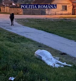 Doi cai bolnavi și abandonați pe o stradă din Arad au fost salvați în ultimul moment de Poliția Animalelor. Proprietarul este căutat pentru a da socoteală
