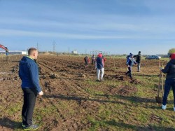 În frunte cu primarul și vicele, angajații Primăriei Vladimirescu au plantat sâmbătă 4.000 puieți de stejar