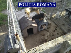 25 de câini METIȘ aflați în stare de pericol la Șiria au fost salvați de polițiștii de la Protecția Animalelor