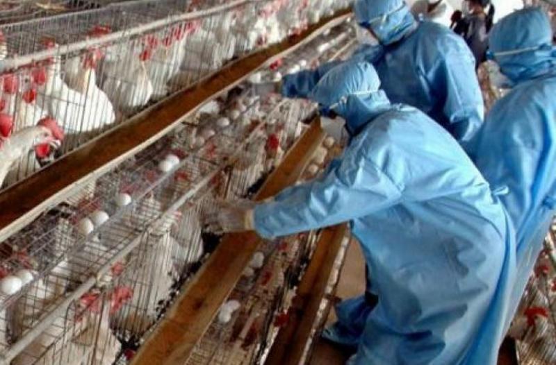 Măsuri în vederea prevenirii răspândirii virusului gripei aviare la păsările domestice pe teritoriul național
