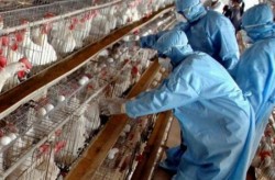 S-a suspendat timp de 30 de zile comerțul cu păsări vii pe teritoriul României. Decizia a fost luată în contextul descoperirii virusului gripei aviare la o fermă cu 180.000 de păsări