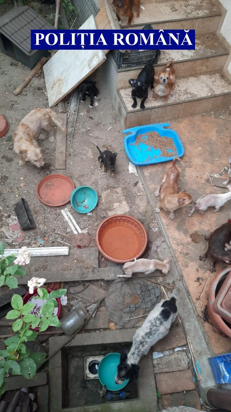 38 de câini și 9 pisici salvați de polițiștii Biroului Animalelor