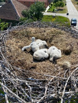 Trei pui de barză au fost salvați de pompierii din Ineu