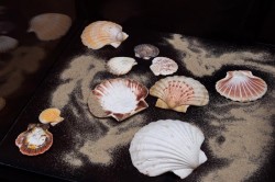 Forme și culori în lumea moluștelor la Muzeul de Științe ale Naturii