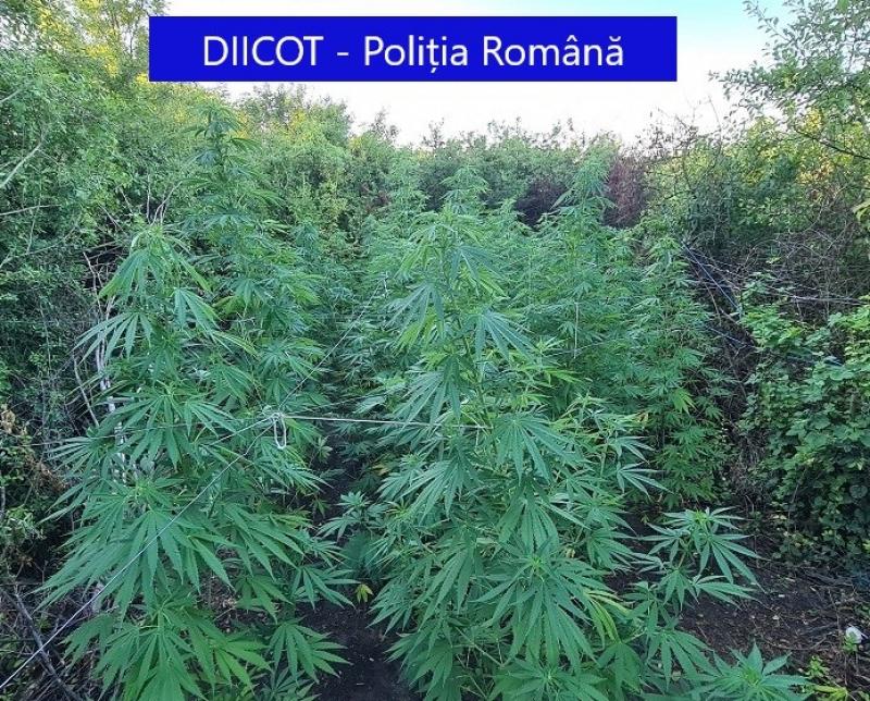 Rețea de cultivatori și comercianți de cannabis destructurată la Arad. 6 inculpați au fost trimiși după gratii