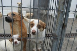 Patru câini aflați în pericol la Gurba au fost predați asociației Paws United din Zăbrani. Proprietara lor s-a ales cu o amendă uriașă de 18.000 de lei