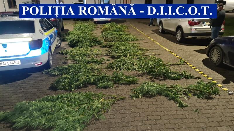 Peste 100 kilograme de cannabis descoperite la Arad. Deținătorii, doi tineri, au ajuns după gratii