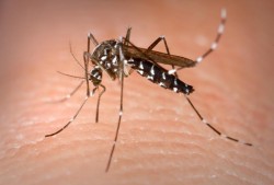 Virusul West Nile a provocat în România primul deces în acest sezon. Victima este un bărbat din Dolj de 63 de ani

