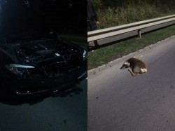 Căprioară ”vânată” de un BMW în Subcetate