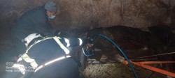 O vacă de 600 de kilograme a fost salvată dintr-o rigolă de pompierii arădeni