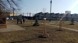 Se execută lucrări de toaletare și corecție a arborilor în cartierul Vlaicu

